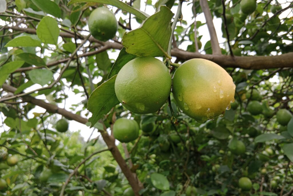 When is Lemon Season? Get Fresh Lemons.