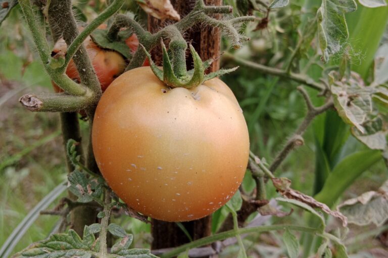 When to Fertilize Tomato Plants?