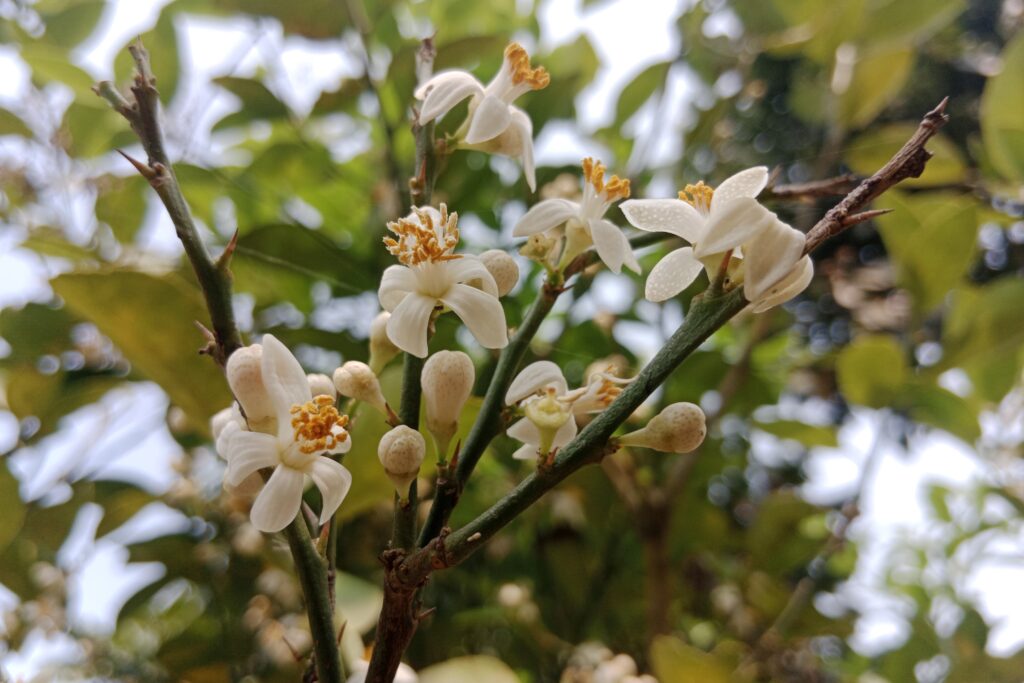 Lemon flower, when do lemon trees flower?