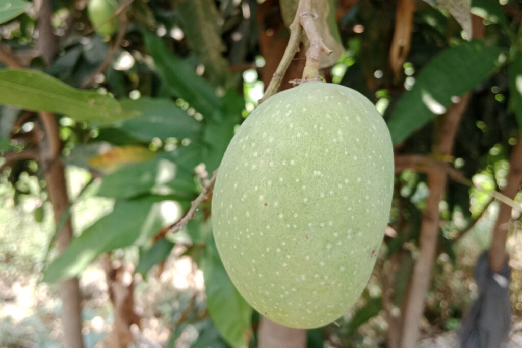 What are the 9 Best Mango Fertilizers?