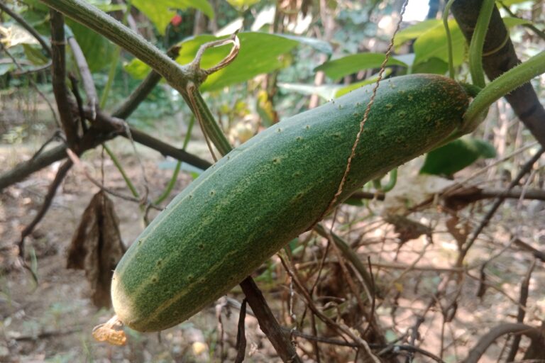 How to Grow Cucumber in a Pot? Enjoy Fresh harvest.