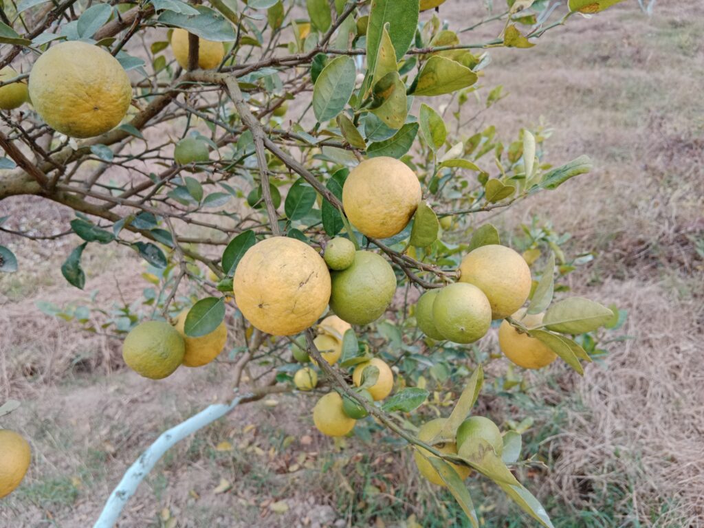 Lemon Season