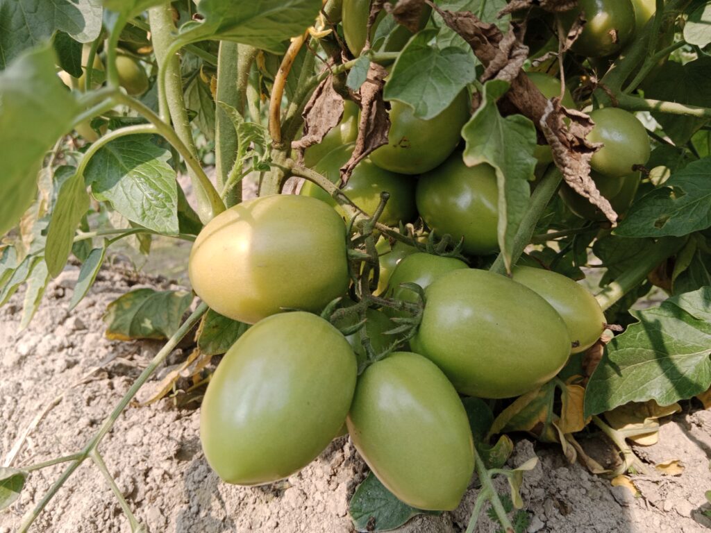 When to Fertilize Tomato Plants?