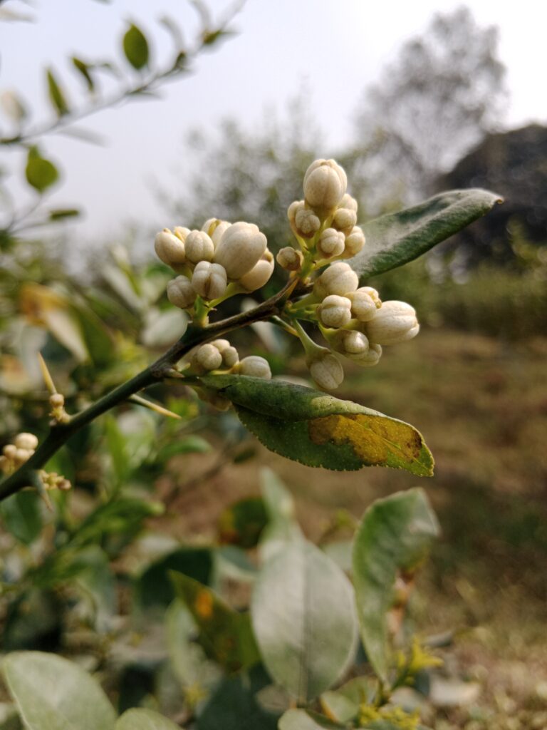 Lemon Flower