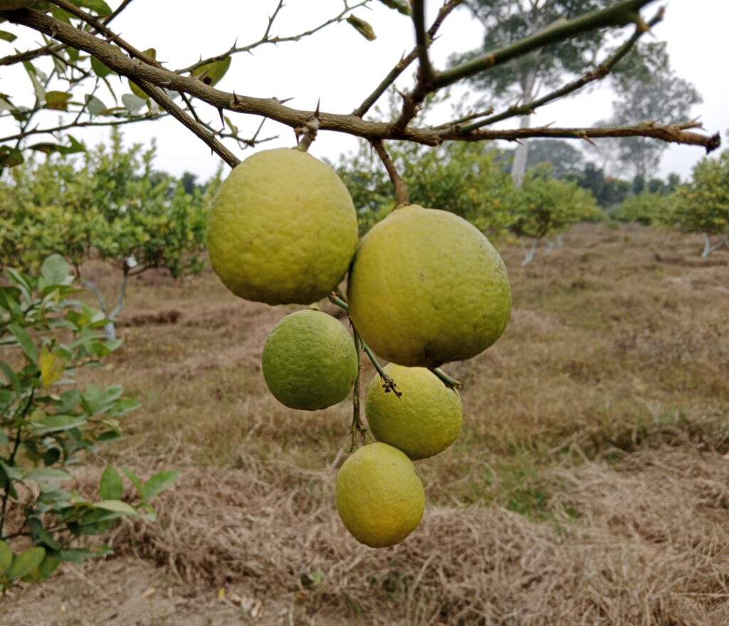 When is Lemon Season? Get Fresh Lemons.