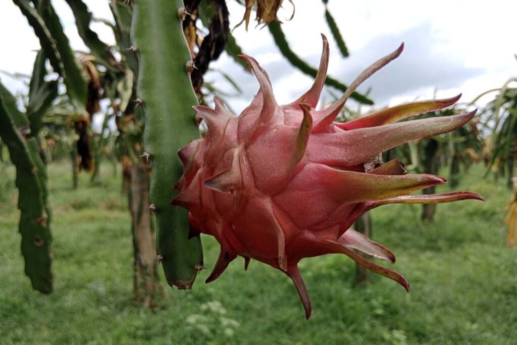 What is the best fertilizer for dragon fruit tree?