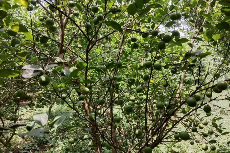 What are the Best Fertilizer to Grow Healthy Lemon Tree?