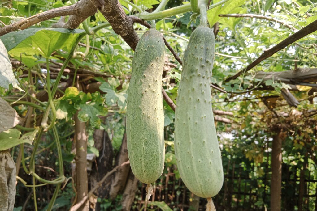 How to Grow Cucumber in a Pot? Enjoy Fresh harvest.