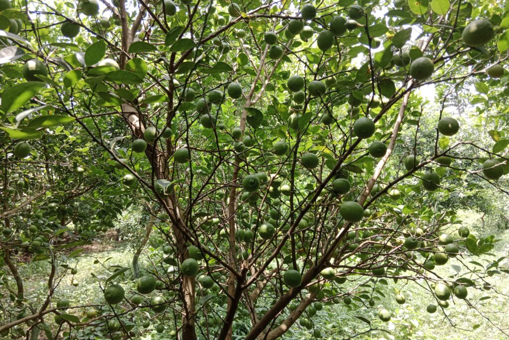What are the Best Fertilizer to Grow Healthy Lemon Tree?