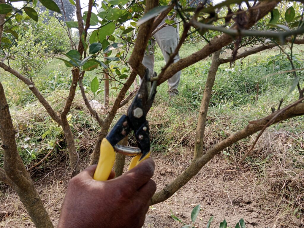 Lemon Season