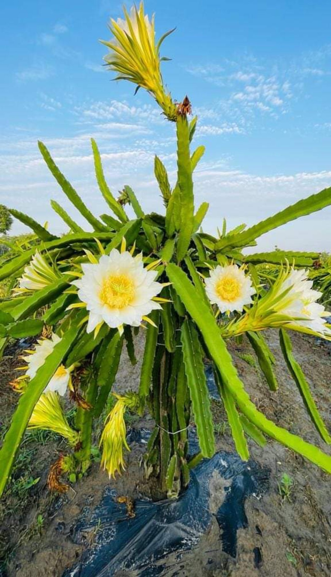 What is Best Dragon Fruit Fertilizer?