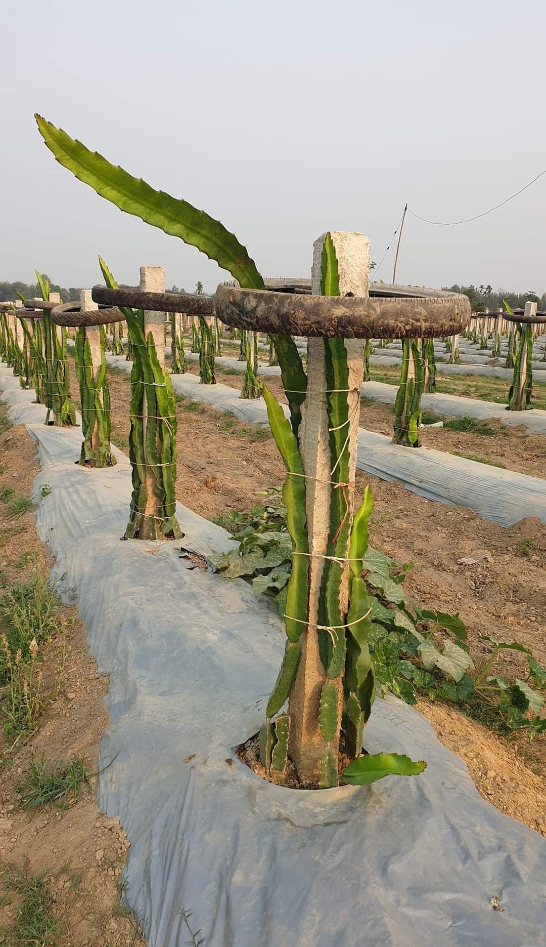 What is Best Dragon Fruit Fertilizer?