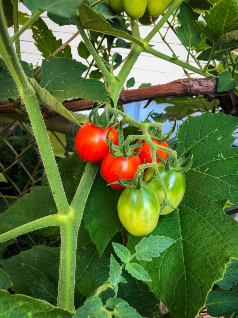 Fertilize tomato