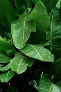 Banana tree with green leaves