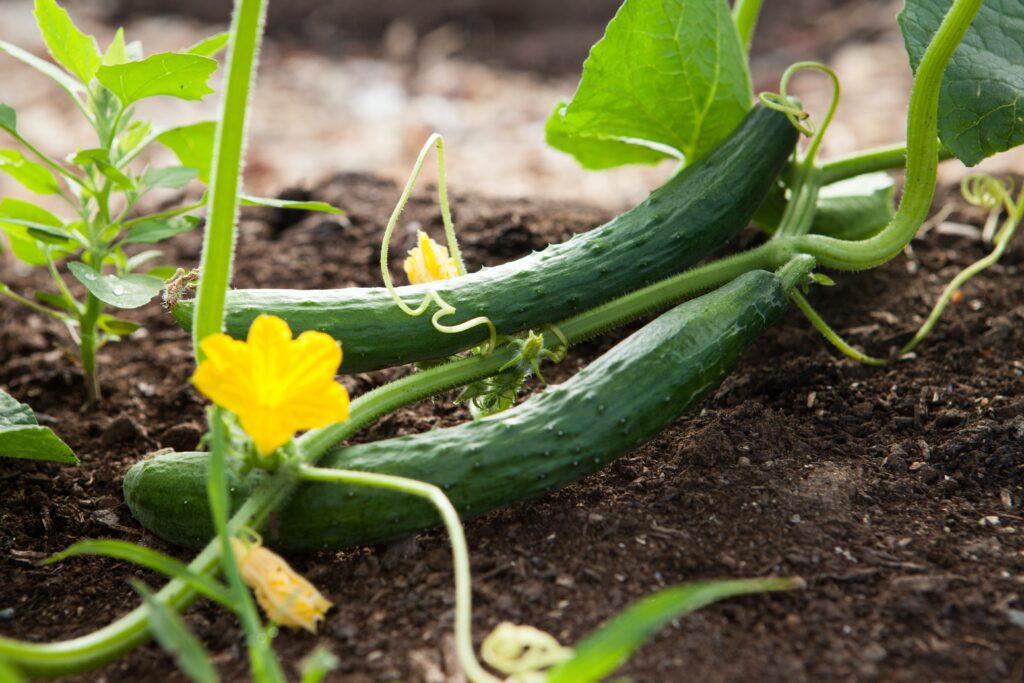 Grow Cucumber