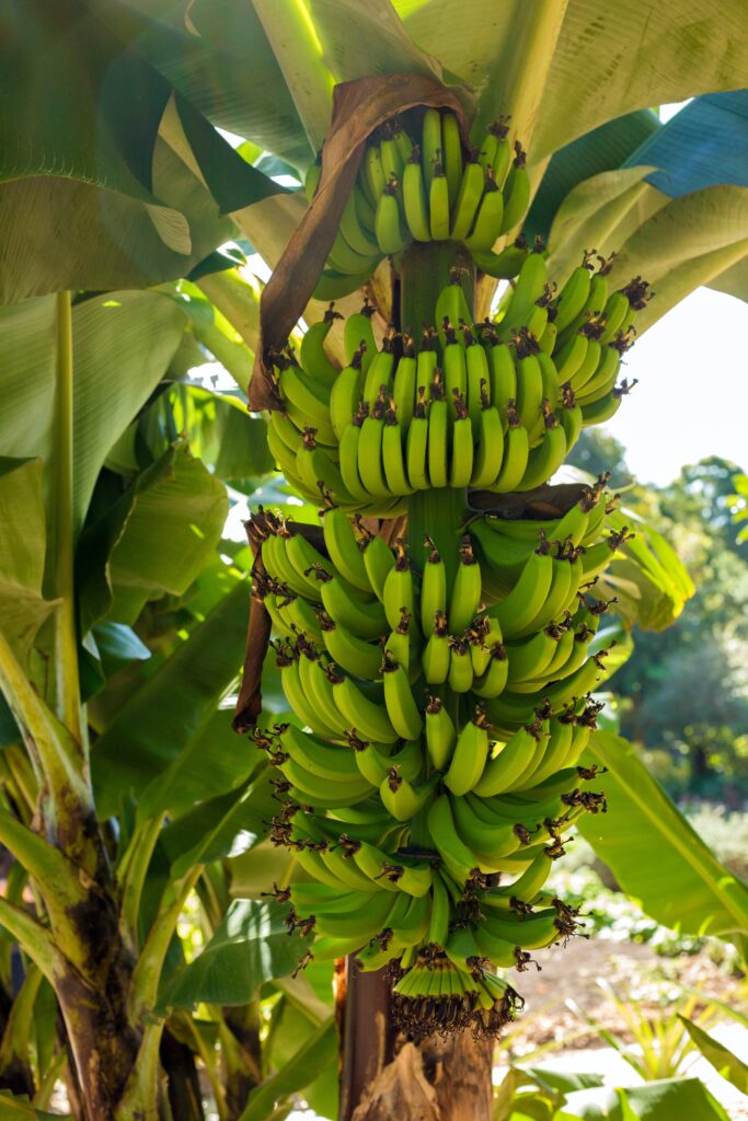 Big Banana Bunch