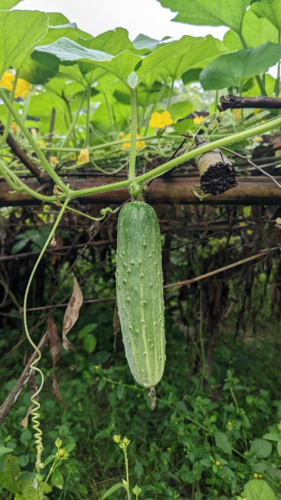 Grow Cucumber