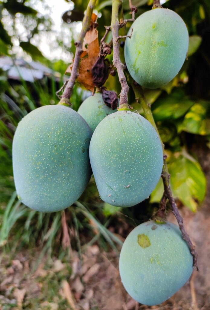 Mango Fertilizers
