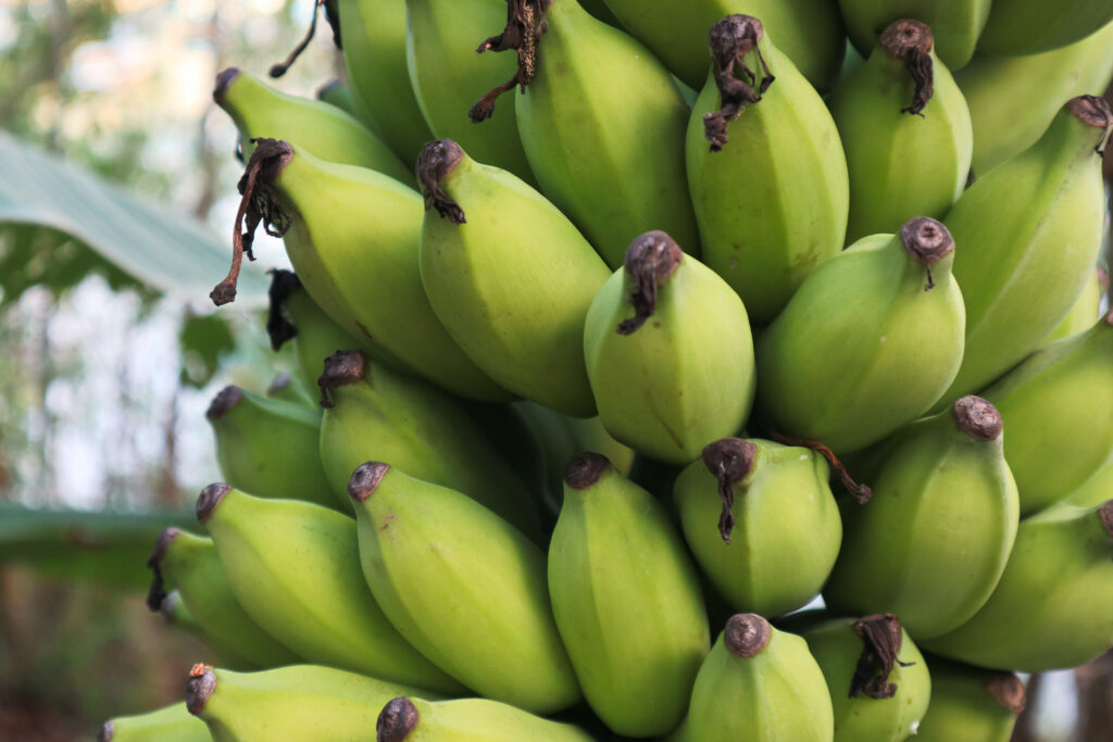 The 7 Best Banana Fertilizers for Big Banana Bunches.