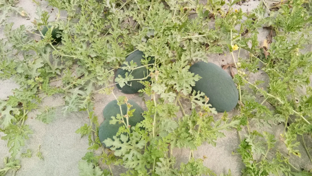 Increase watermelon size with fertilizer.