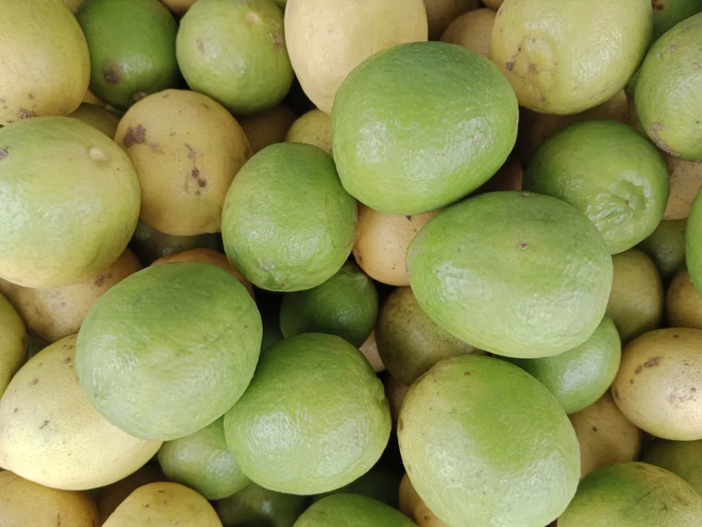 Grow & care for lemon tree