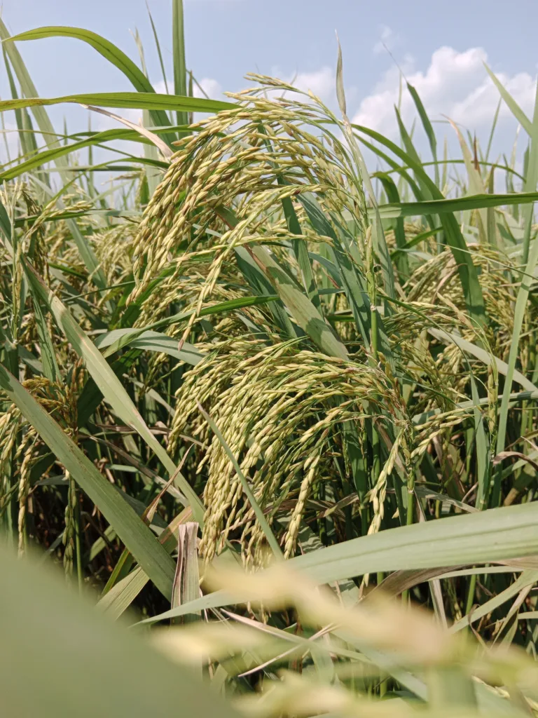 How to Increase Paddy Yield?