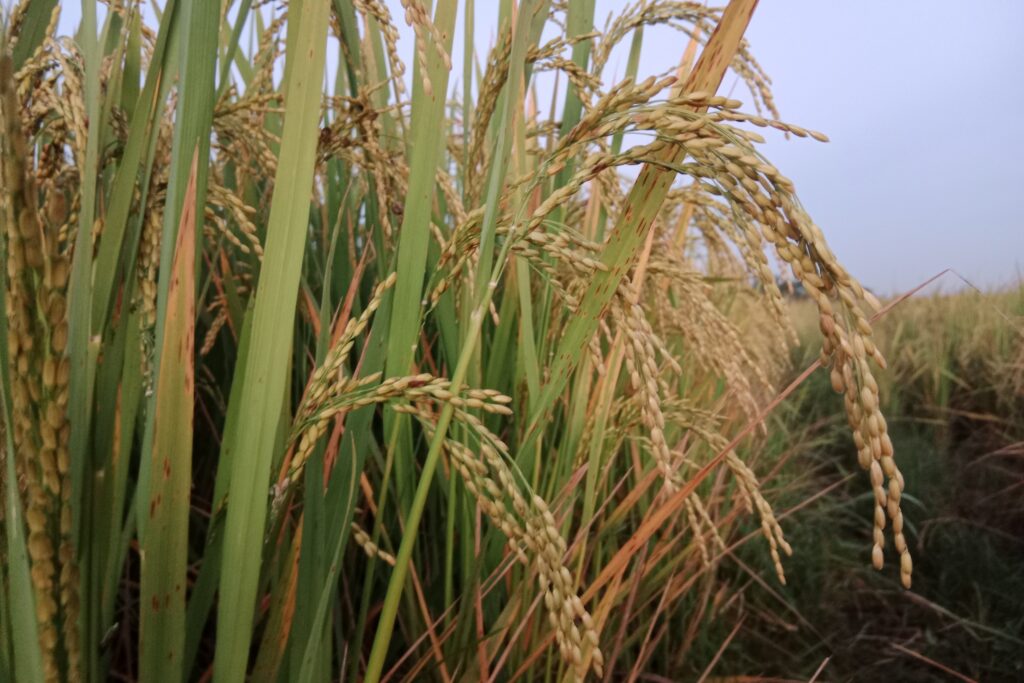 How to Increase Paddy Yield?