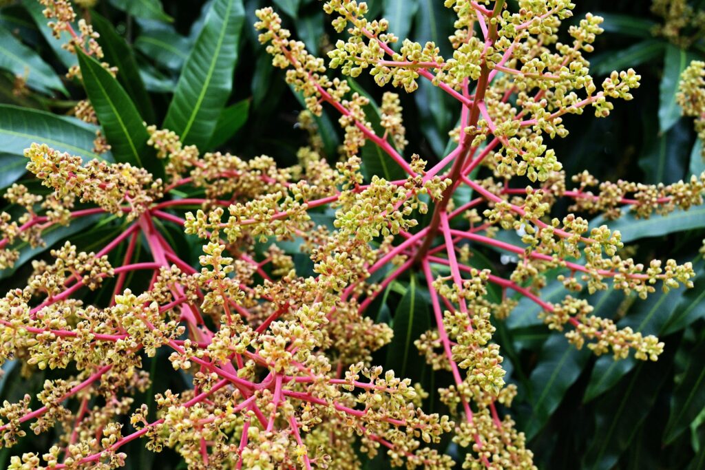 Mango Flower