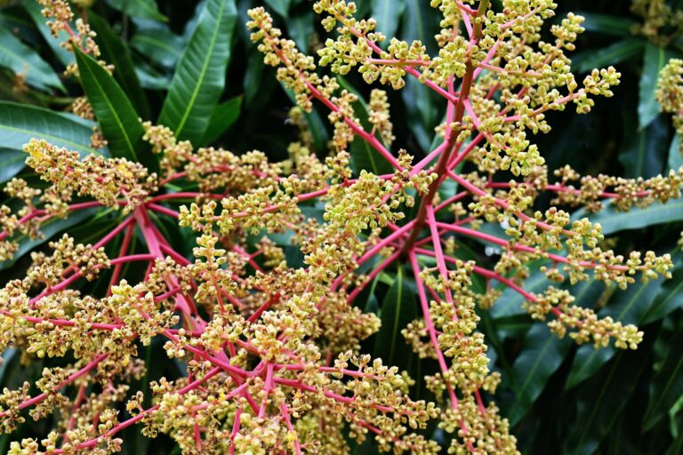 Mango Flower