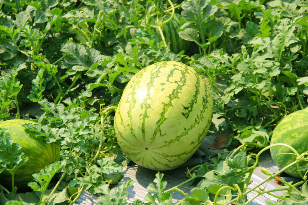 How do you Increase Watermelon Size with Fertilizers?
