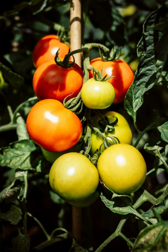 Tomato fertilizer schedule