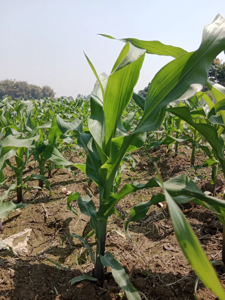 How to increase maize yield?