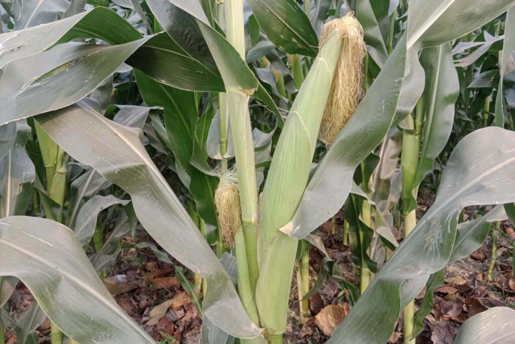 How to increase maize Yield? Useful Tricks.