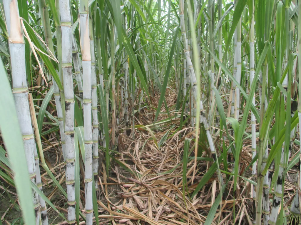 How to increase Sugarcane Yield per Acre