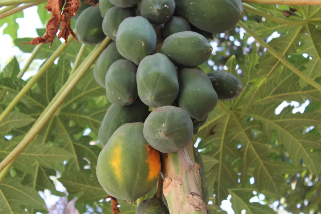 What are the 9 Best Fertilizers for Papaya?