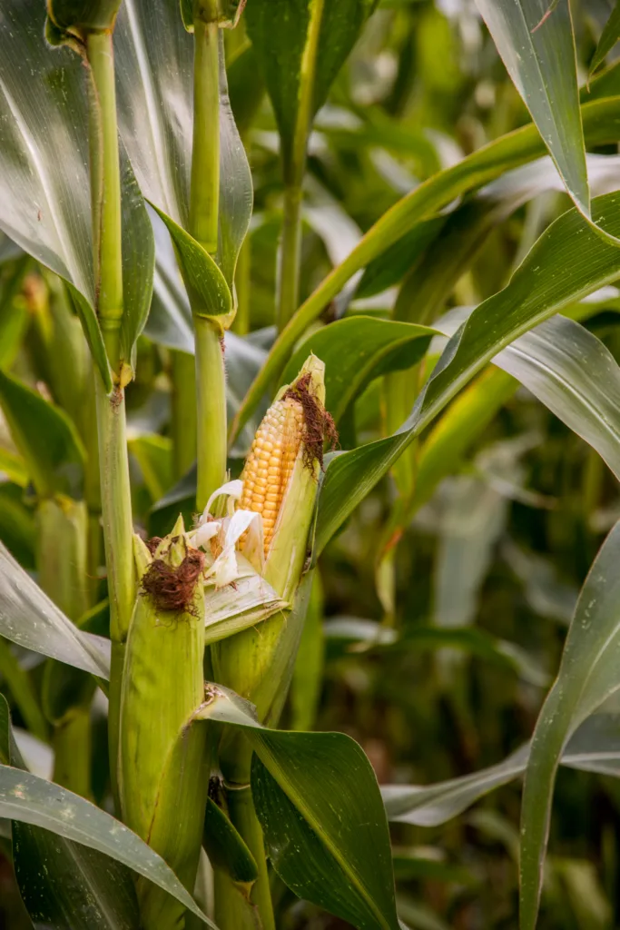 How to Increase Maize Yield?