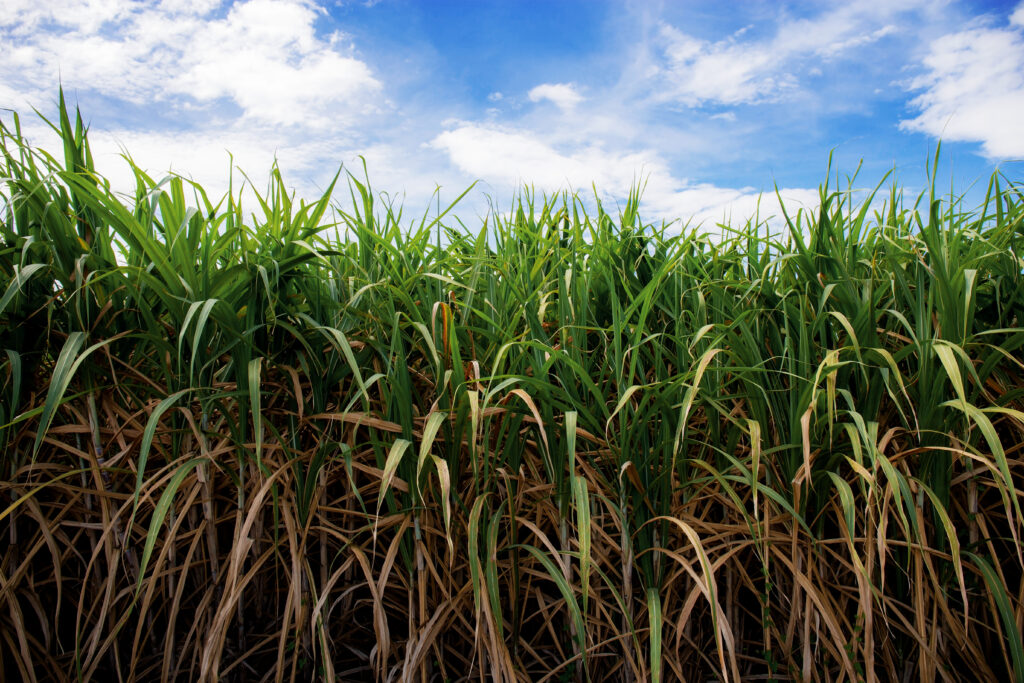 How to increase Sugarcane Yield Per Acre?