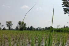 Bakanae Disease of Rice: Causes, Symptoms, and Management.