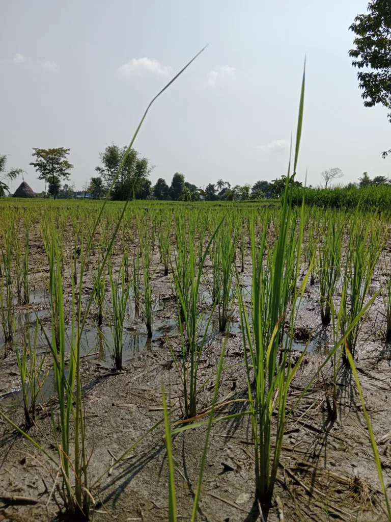 Bakanae Disease, or Foot Rot of Rice.