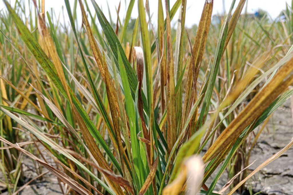 Zinc Deficiency or Khaira Disease in Rice.