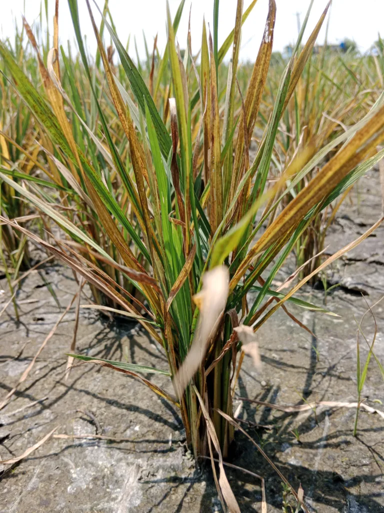 Zinc deficiency or khaira disease in rice