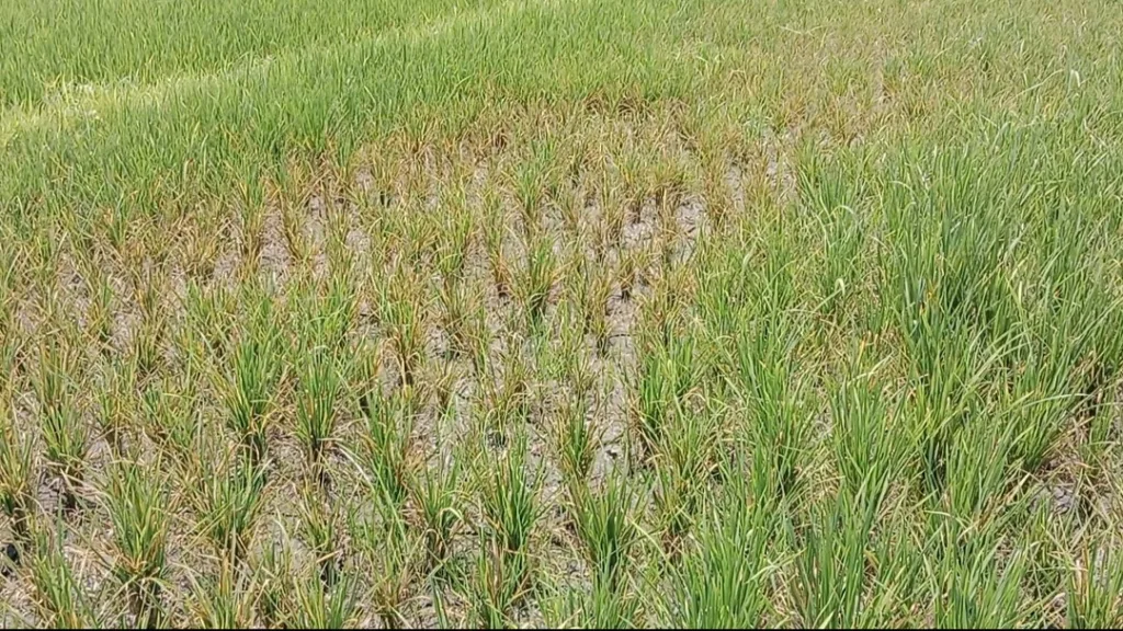 Zinc deficiency or Khaira disease in rice