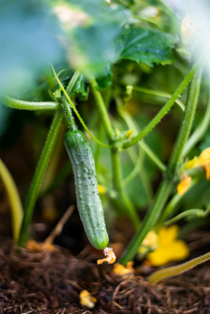 Cucumber Fertilizer Schedule