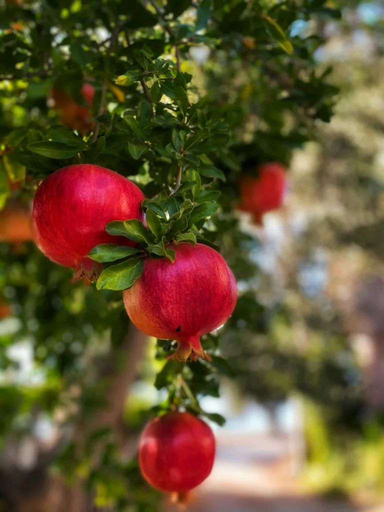 Best Fertilizers for Pomegranate Tree?