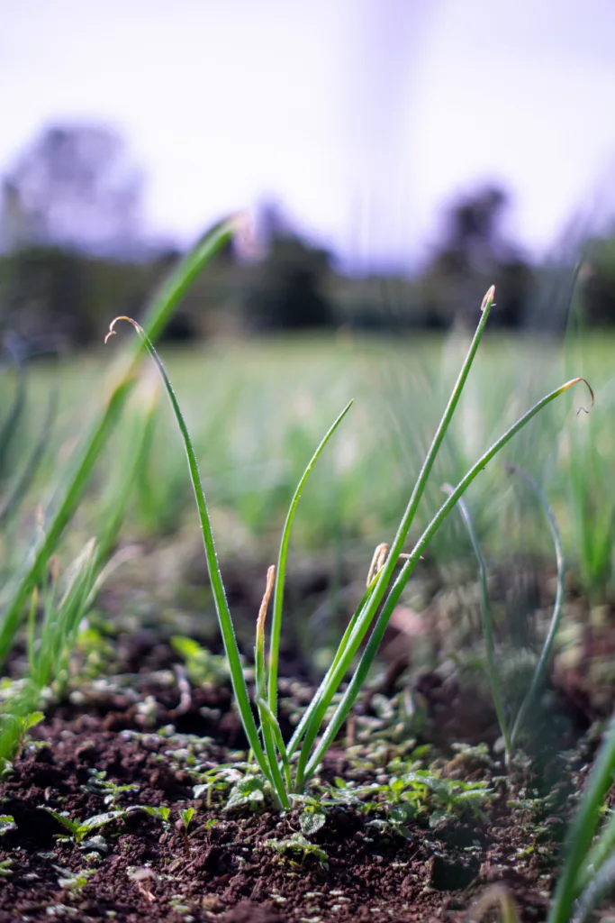 What are the 9 Best Onion Fertilizers?