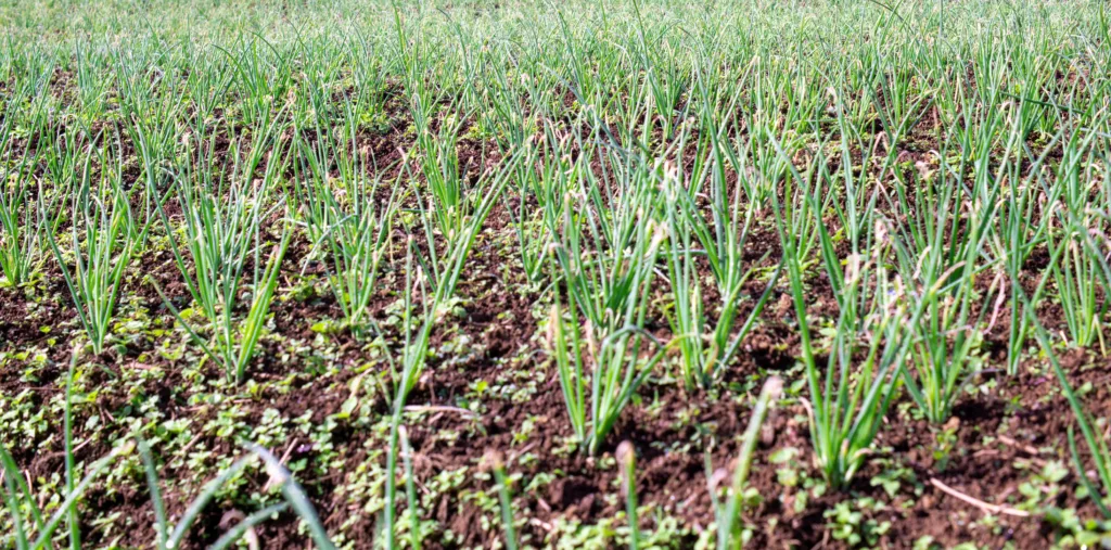 What are the 9 Best Onion Fertilizers?