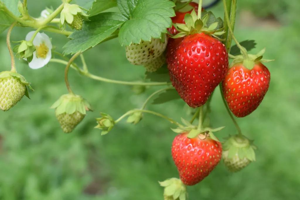 8 Best Strawberry Fertilizers for Big Size Fruit