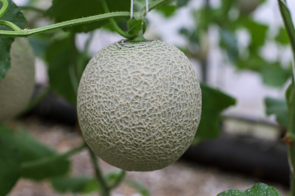 What are the 8 Best Muskmelon Fertilizers?