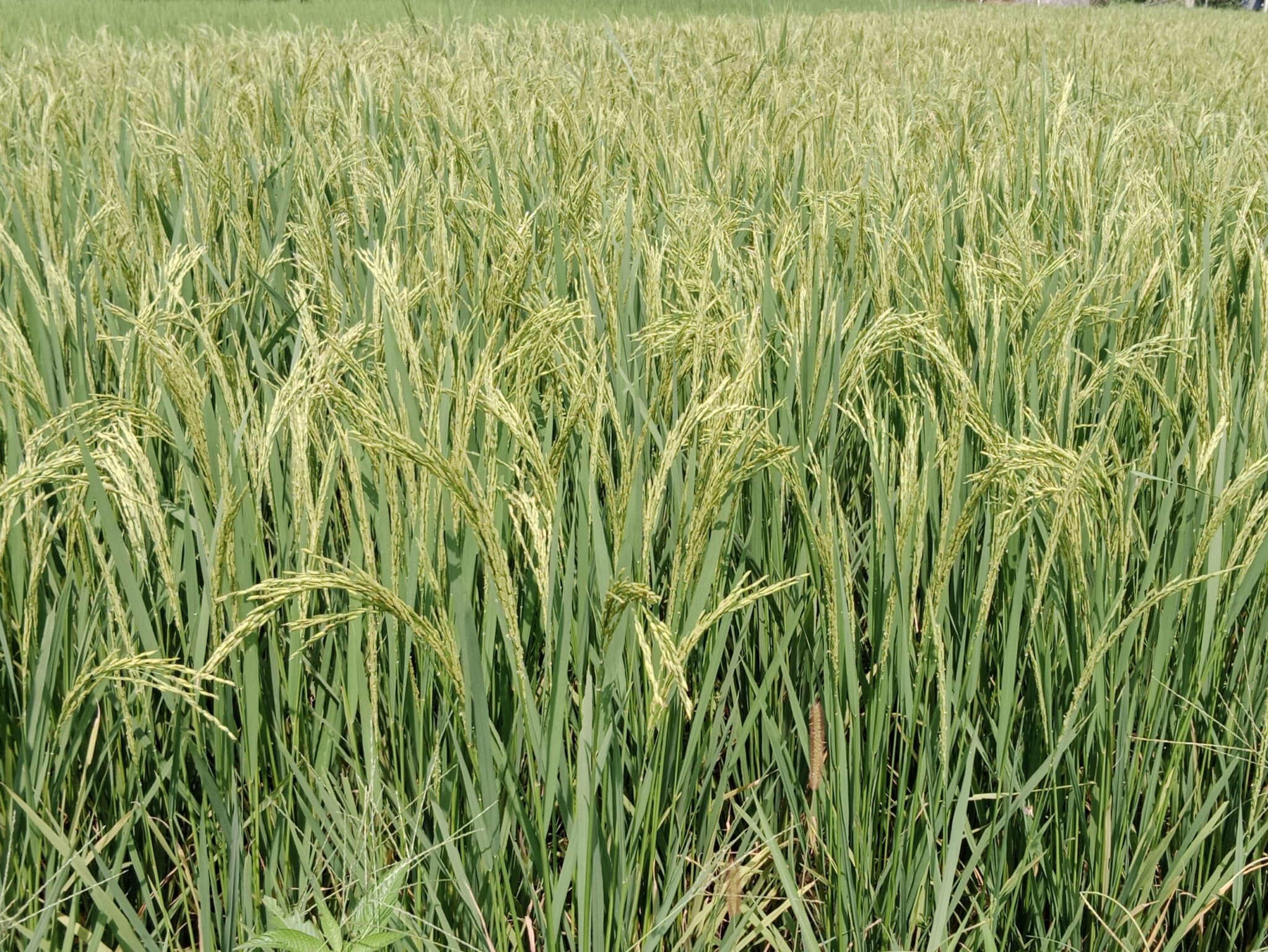 The 10 Best Rice Fertilizers to Increase Paddy Yield