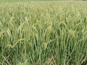 The Best Rice Fertilizers to Increase Paddy Yield.